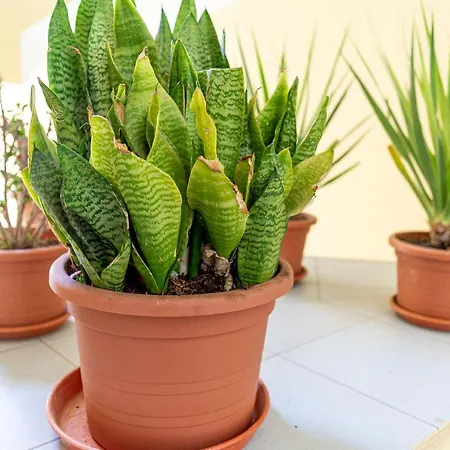 Appartement Yolo House - *